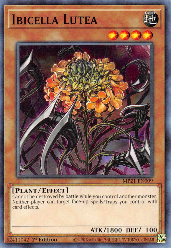 Ibicella Lutea [MP21-EN009] Common